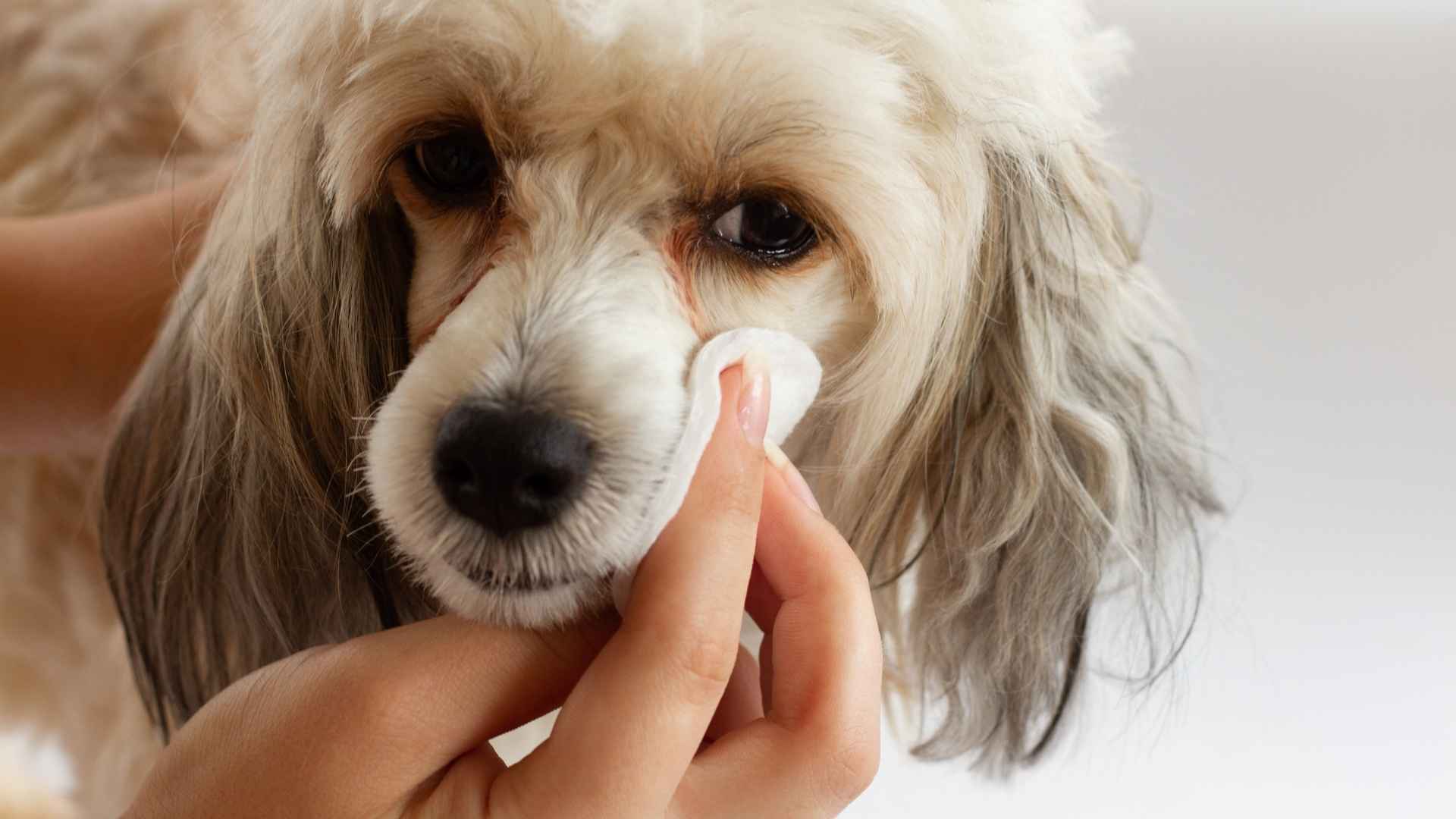 conjuntivitis en perros limpieza